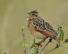 Rufous-naped Lark