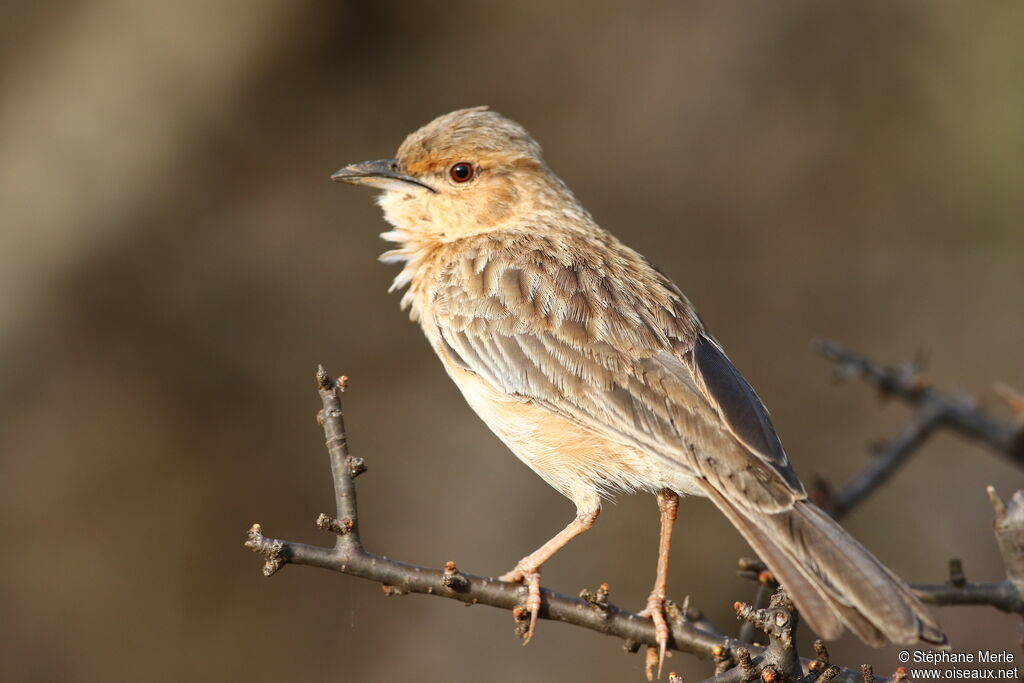 Pink-breasted Lark