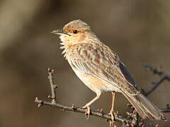 Pink-breasted Lark