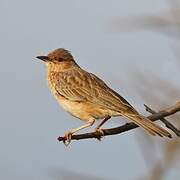 Pink-breasted Lark