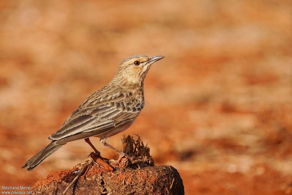 Pink-breasted Larkadult