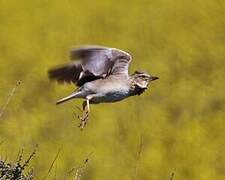 Calandra Lark