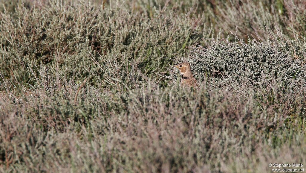 Calandra Lark