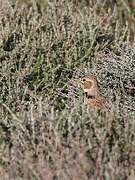 Calandra Lark