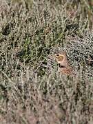 Calandra Lark