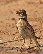 Calandra Lark