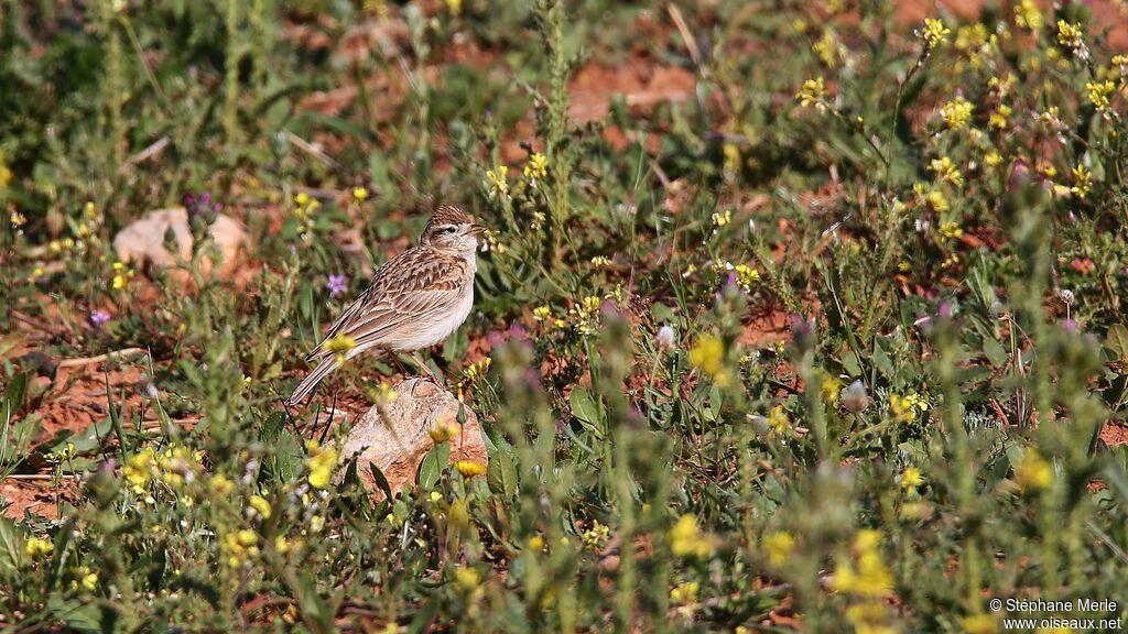 Greater Short-toed Larkadult