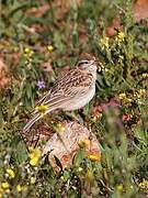 Greater Short-toed Lark