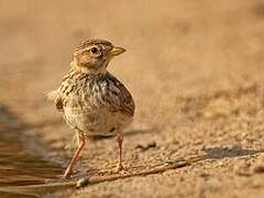 Greater Short-toed Lark