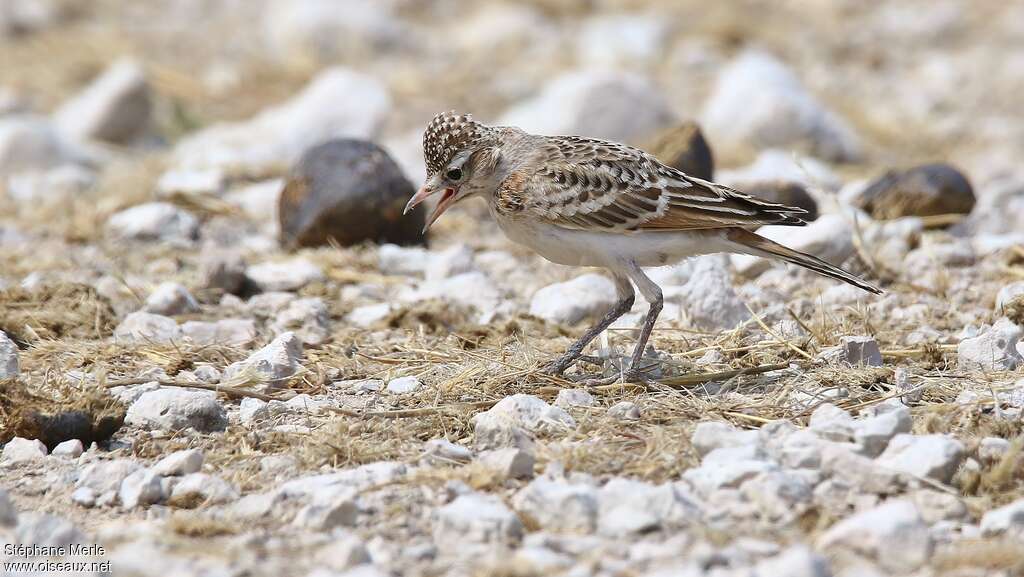 Red-capped Lark