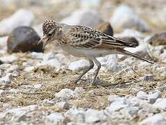 Red-capped Lark