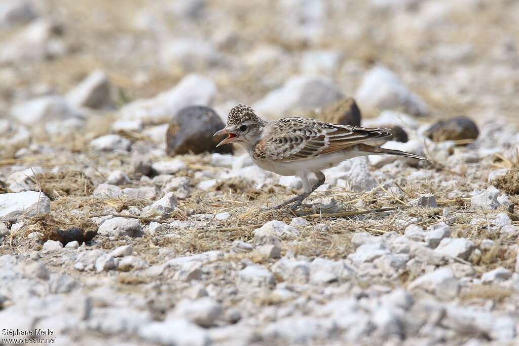 Red-capped Larkjuvenile, identification