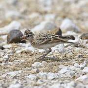 Red-capped Lark