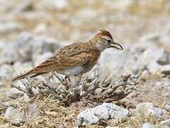 Red-capped Lark