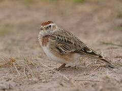 Red-capped Lark