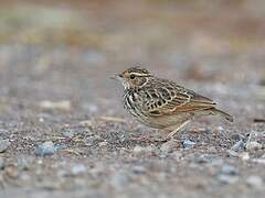 Indochinese Bush Lark