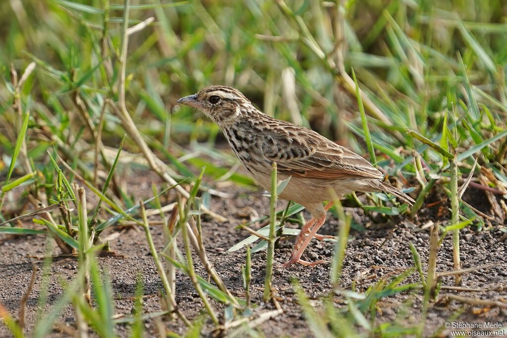 Indochinese Bush Larkadult