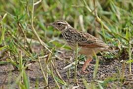 Indochinese Bush Lark