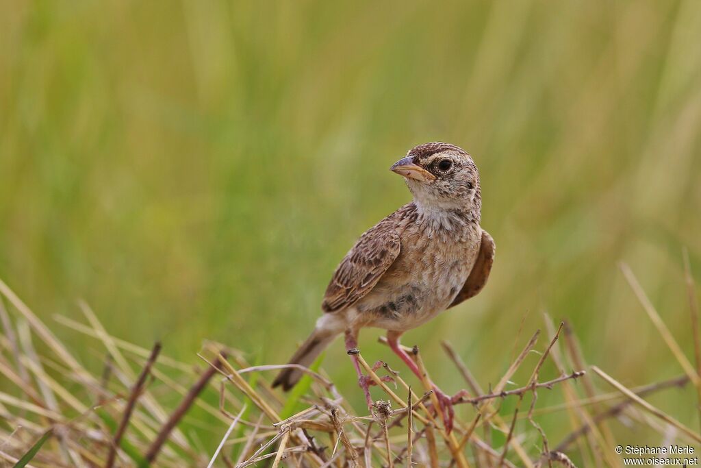 Horsfield's Bush Lark female adult, close-up portrait