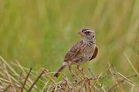 Singing Bush Lark