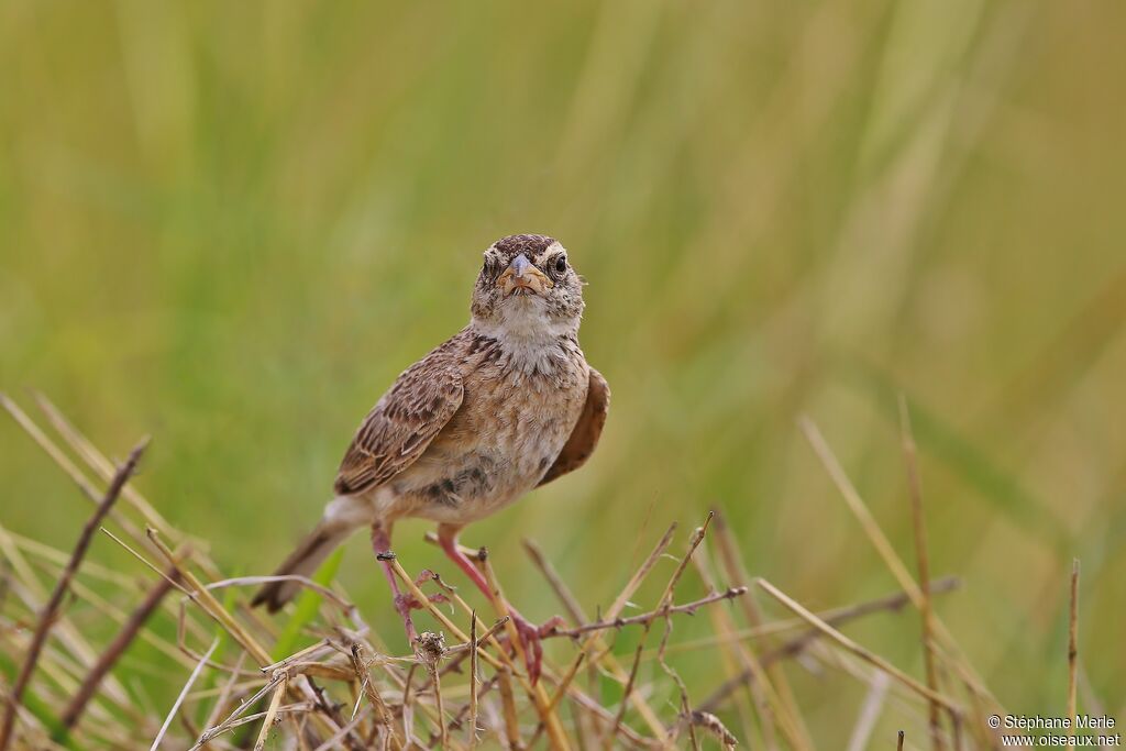 Singing Bush Lark