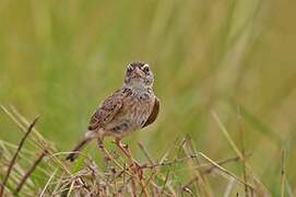 Singing Bush Lark