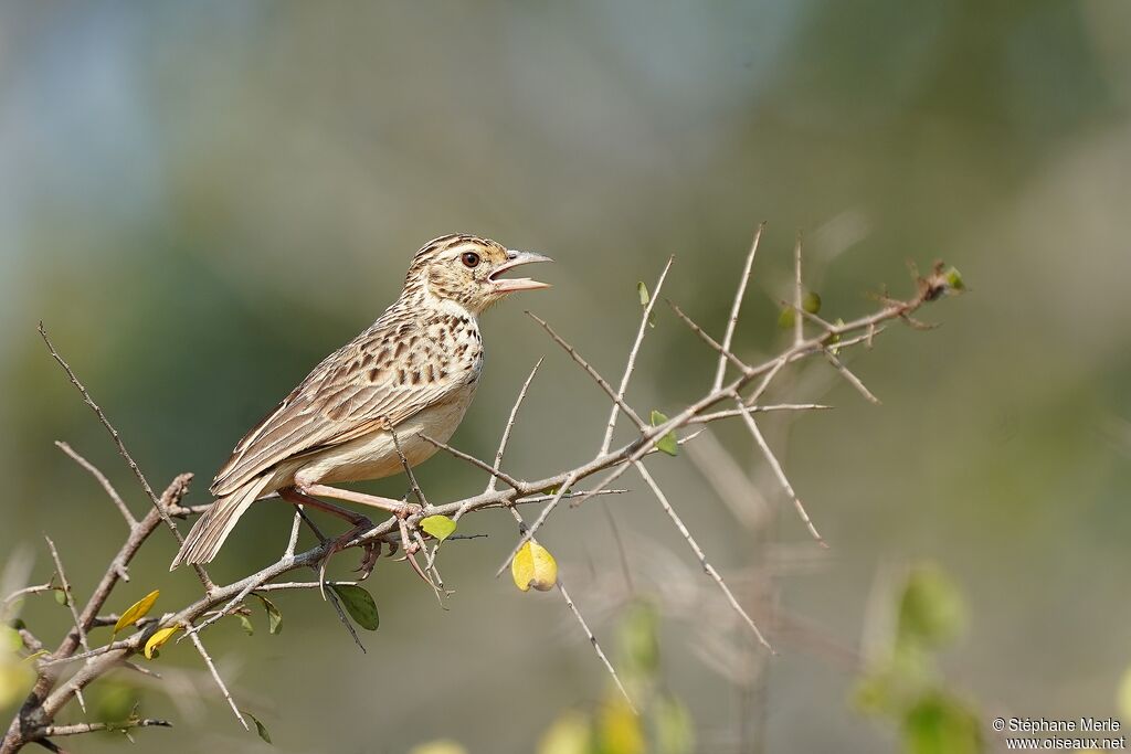 Jerdon's Bush Larkadult