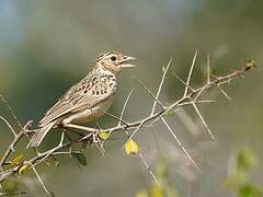 Jerdon's Bush Lark