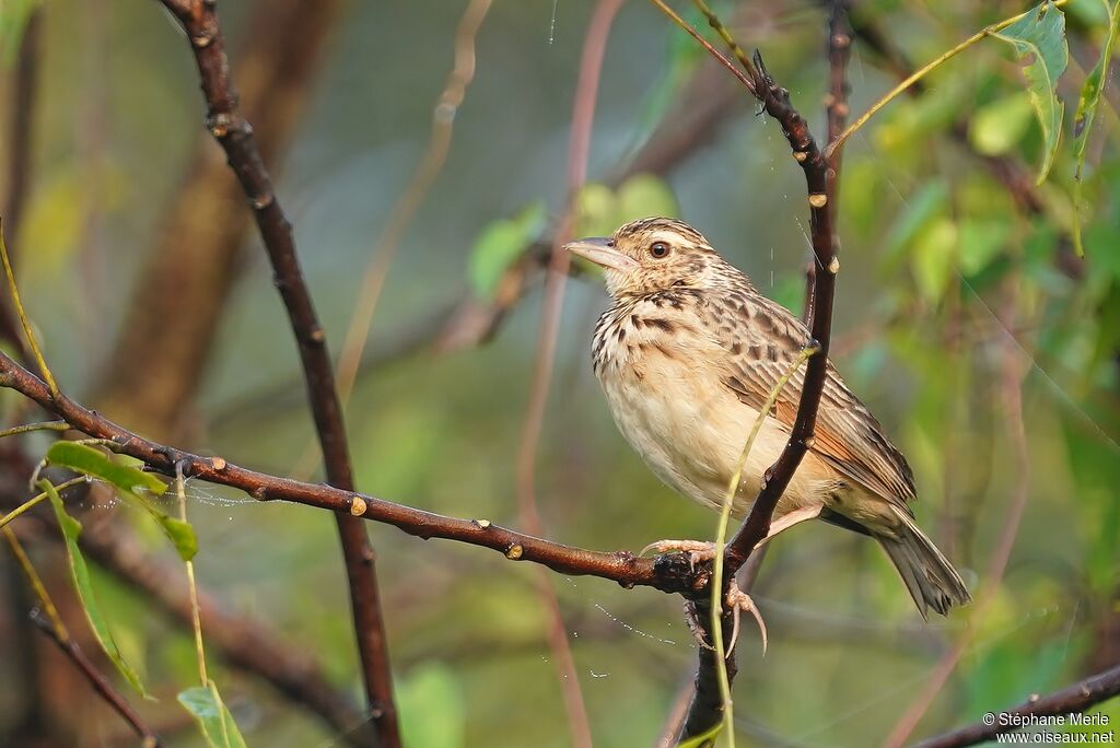 Jerdon's Bush Lark