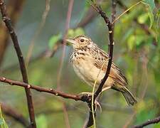 Jerdon's Bush Lark