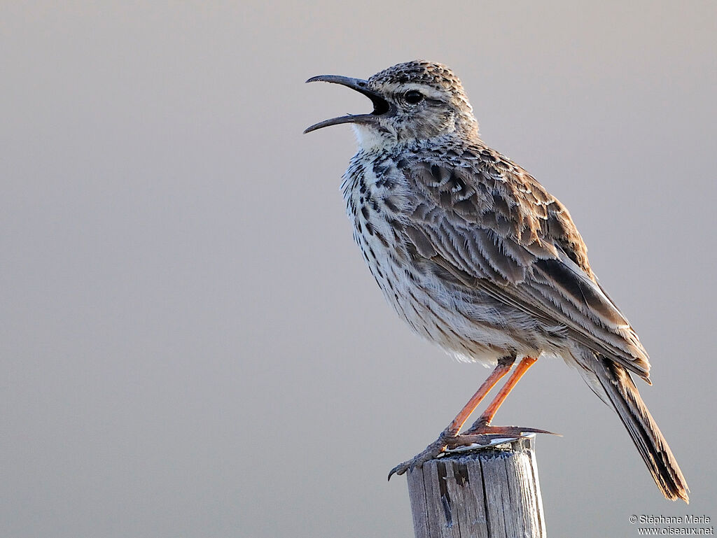 Agulhas Long-billed Larkadult