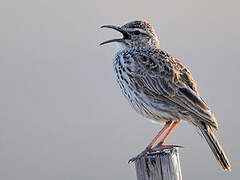 Agulhas Long-billed Lark