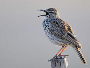 Alouette de l'Agulhas