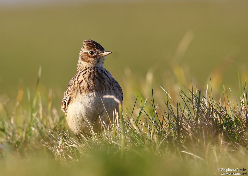 Eurasian Skylarkadult, walking