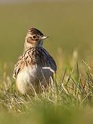 Eurasian Skylark