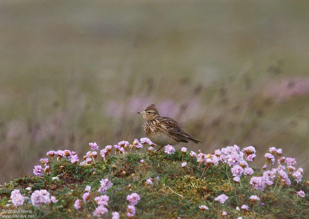 Alouette des champsadulte, habitat