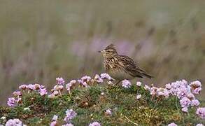 Eurasian Skylark