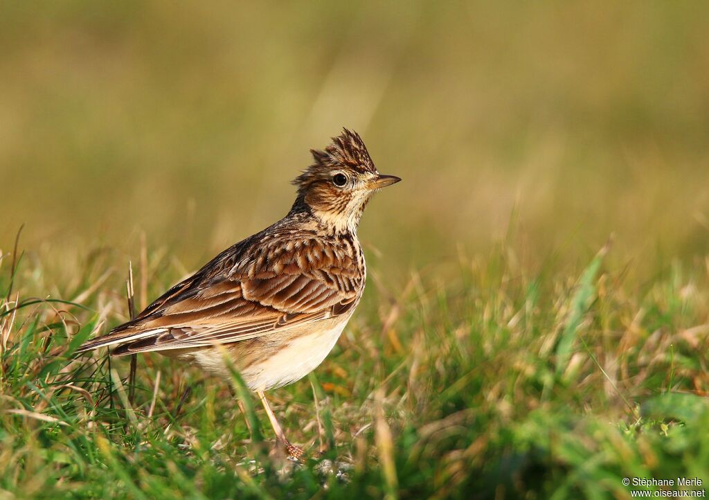 Eurasian Skylark