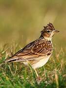 Eurasian Skylark