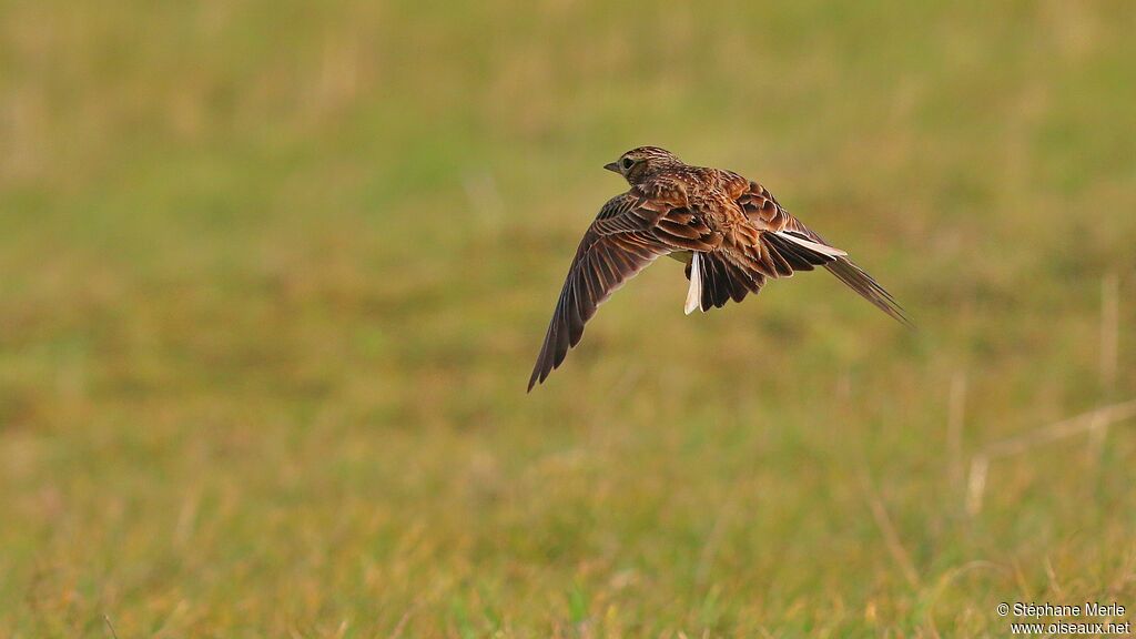 Eurasian Skylark