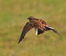 Eurasian Skylark