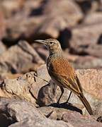 Karoo Long-billed Lark