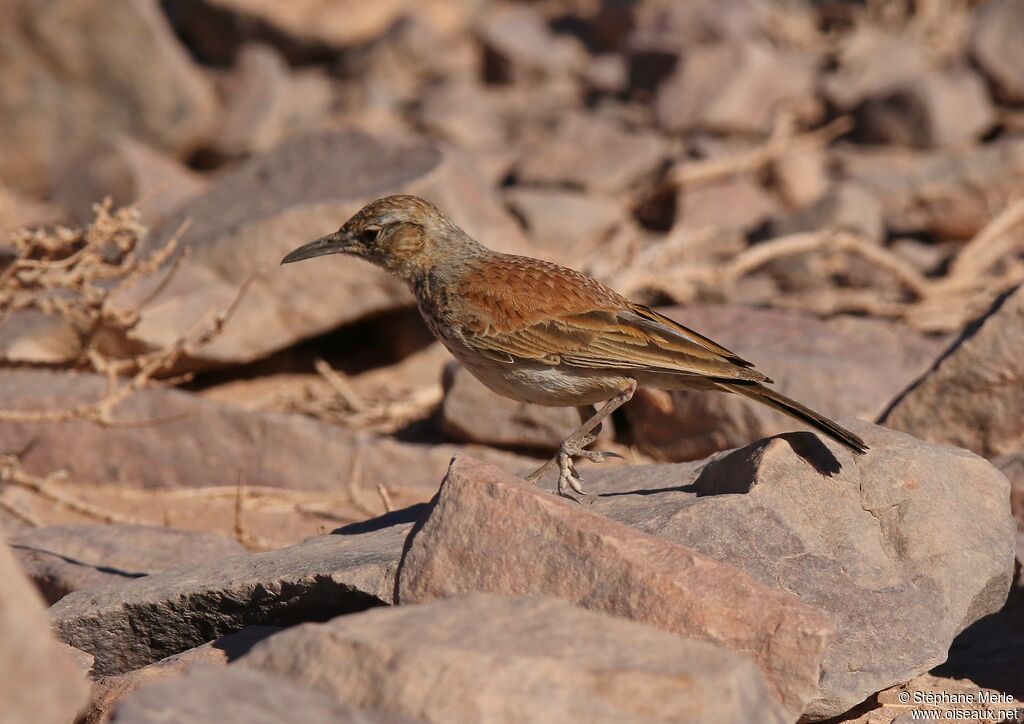 Karoo Long-billed Lark