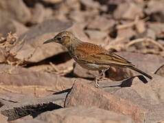 Karoo Long-billed Lark