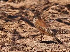 Karoo Long-billed Lark