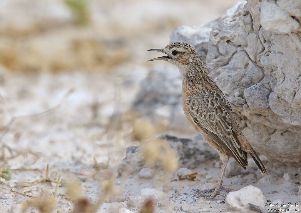 Spike-heeled Larkadult