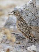 Spike-heeled Lark