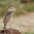 Alouette gulgule