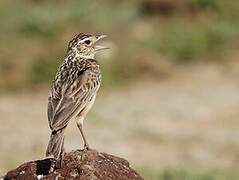 Oriental Skylark