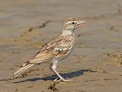 Woodlark
